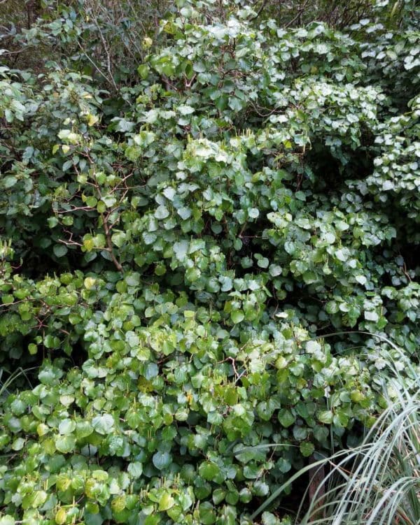 Piper excelsum - Vue de l'arbuste