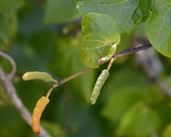 Piper excelsum - détail des fruits