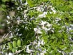 Sophora davidii, inflorescences et feuillage de Sophora du Père David, Graines de Sophora davidii, Graines de Sophora du Père David