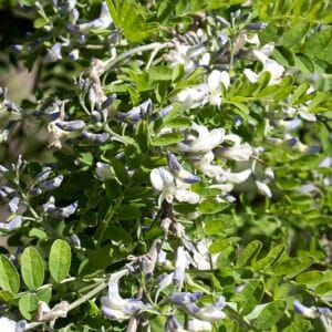 Sophora davidii, inflorescences et feuillage de Sophora du Père David, Graines de Sophora davidii, Graines de Sophora du Père David