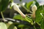 Stephanotis floribunda - Boutons floraux