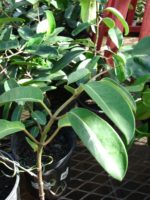 Stephanotis floribunda - Détail des feuilles