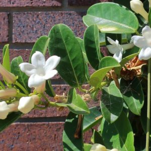 Stephanotis floribunda ou Jasmin de Madagascar - Vue de la plante