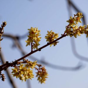Sterculia villosa - Détail des fleurs