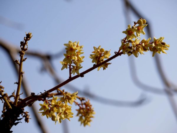 Sterculia villosa - Détail des fleurs