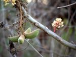 Sterculia villosa - Détails des gousses