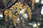 Sterculia villosa - Inflorescences paniculaires