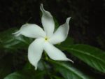 Tabernaemontana divaricata - Détail d'une fleur de Ervatamia coronaria