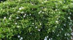 Tabernaemontana divaricata - Vue d'un arbuste de Ervatamia coronaria