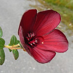 Tibouchina grossa - Détails d'une fleur