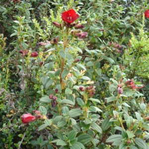 Tibouchina grossa - Vue de l'arbuste