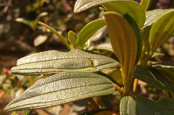 Tibouchina lepidota 'Caldas' - Détail des feuilles de sietecueros colombien