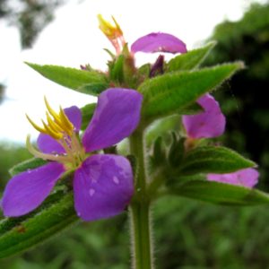 Tibouchina lepidota 'Caldas' - Fleurs de sietecueros colombien