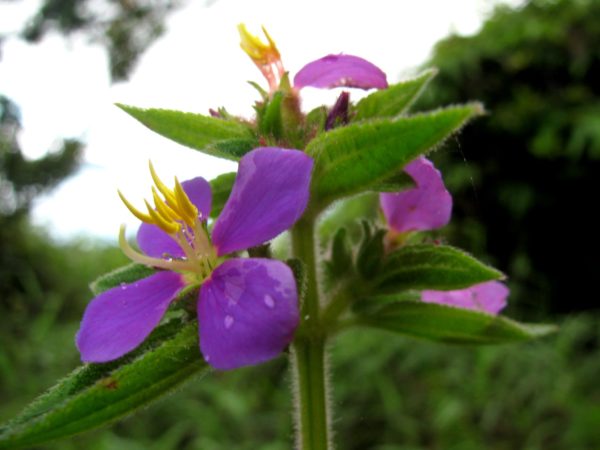 Tibouchina lepidota 'Caldas' - Fleurs de sietecueros colombien