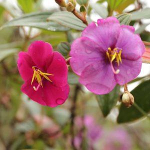 Tibouchina lepidota - Détail des fleurs de sietecueros
