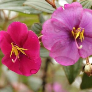 Tibouchina lepidota - Détail des fleurs de sietecueros