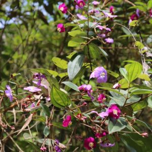 Tibouchina lepidota - Détail des fleurs et feuilles de sietecueros