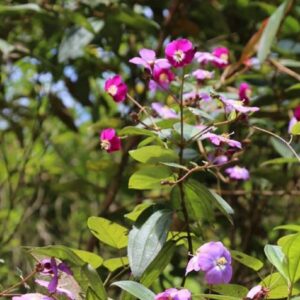 Tibouchina lepidota - Détail des fleurs et feuilles de sietecueros
