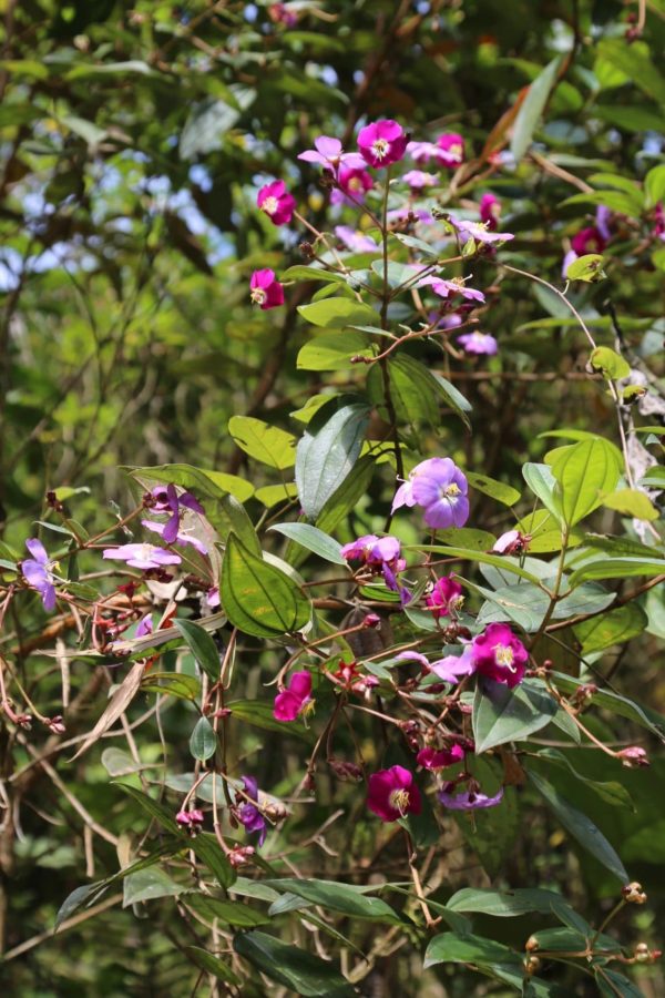 Tibouchina lepidota - Détail des fleurs et feuilles de sietecueros