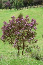 Tibouchina lepidota - Vue de l'arbuste