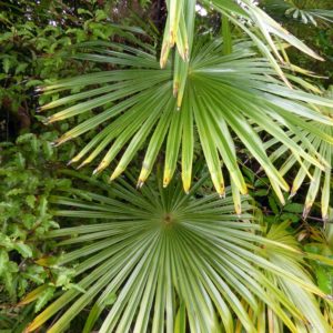Trachycarpus wagnerianus - Détails des palmes