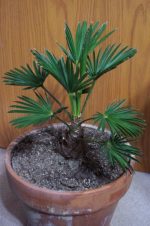 Trachycarpus wagnerianus - Jeune palmier de Chine