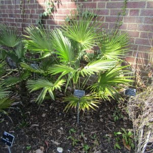 Trachycarpus wagnerianus - Vue de l'arbre