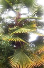 Trachycarpus wagnerianus - Vue de l'arbre adulte