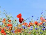 Champ de fleurs