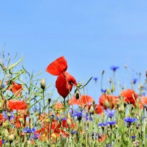 Champ de fleurs