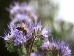 Abeille sur fleur de phacélie