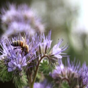 Abeille sur fleur de phacélie