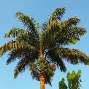 Roystonea regia, palmier royal de Cuba