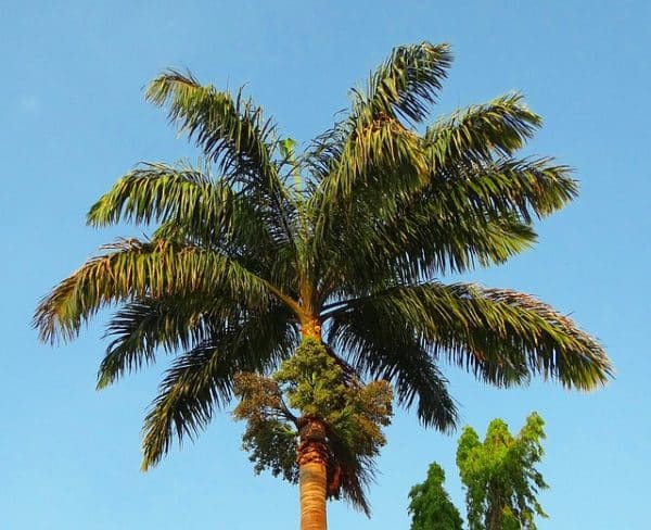 Roystonea regia, palmier royal de Cuba