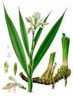 Alpinia officinarum - Dessin botanique