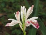 Alpinia officinarum - Détail de l'inflorescence