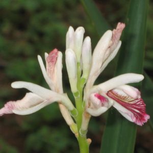 Alpinia officinarum - Détail de l'inflorescence