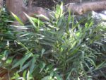 Alpinia officinarum - Détail du feuillage