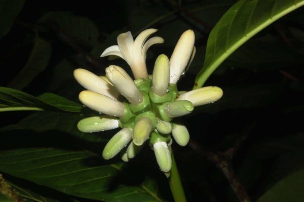 Borojoa patinoi - Détail d'une inflorescence