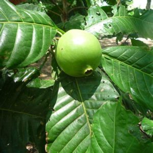 Borojoa patinoi - Fruit et feuilles