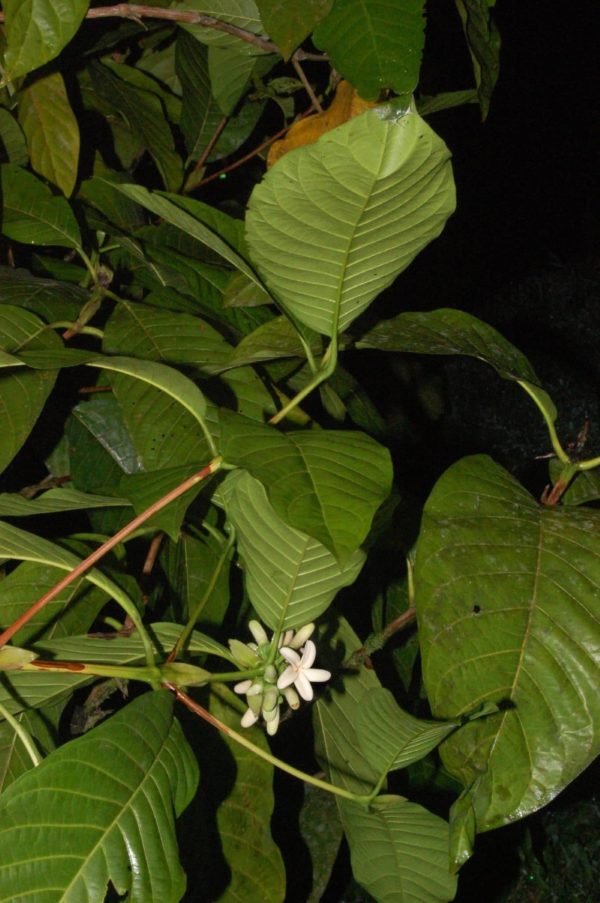 Borojoa patinoi - Vue de la plante
