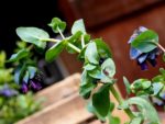 Cerinthe major purpurascens – Feuillage et fleurs de Cérinthe pourpre