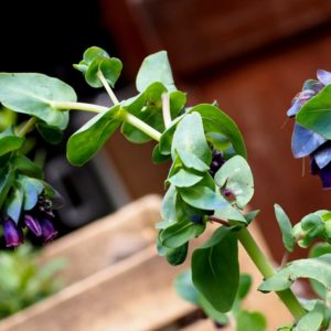 Cerinthe major purpurascens – Feuillage et fleurs de Cérinthe pourpre