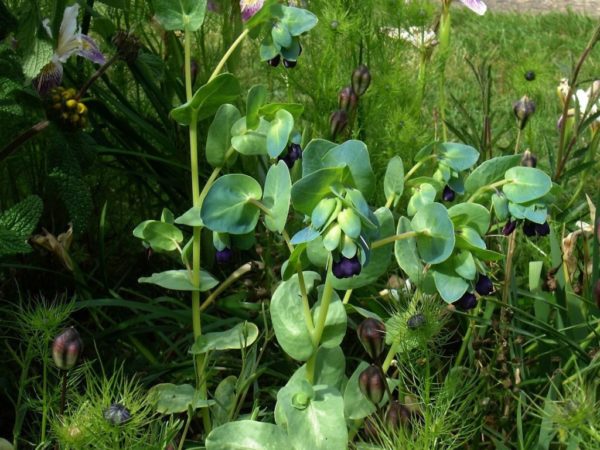 Cerinthe major purpurascens – Vue générale de Cérinthe pourpre