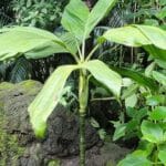 Chamaedorea ernesti-augusti - Vue de la plante en jardin botanique