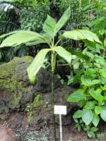 Chamaedorea ernesti-augusti - Vue de la plante en jardin botanique