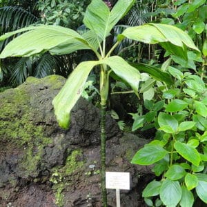 Chamaedorea ernesti-augusti - Vue de la plante en jardin botanique