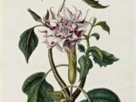 Dessin botanique