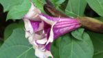Datura metel 'Purple' - Détail d'une fleur