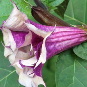 Datura metel 'Purple' - Détail d'une fleur